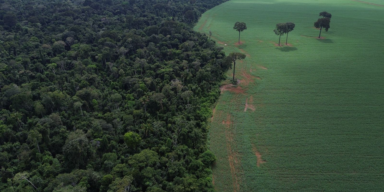 Brasil reduz em 42% perdas florestais em 2025, aponta estudo